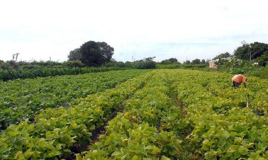 Banco do Brasil reforça linhas de crédito rural com R$ 1 bilhão